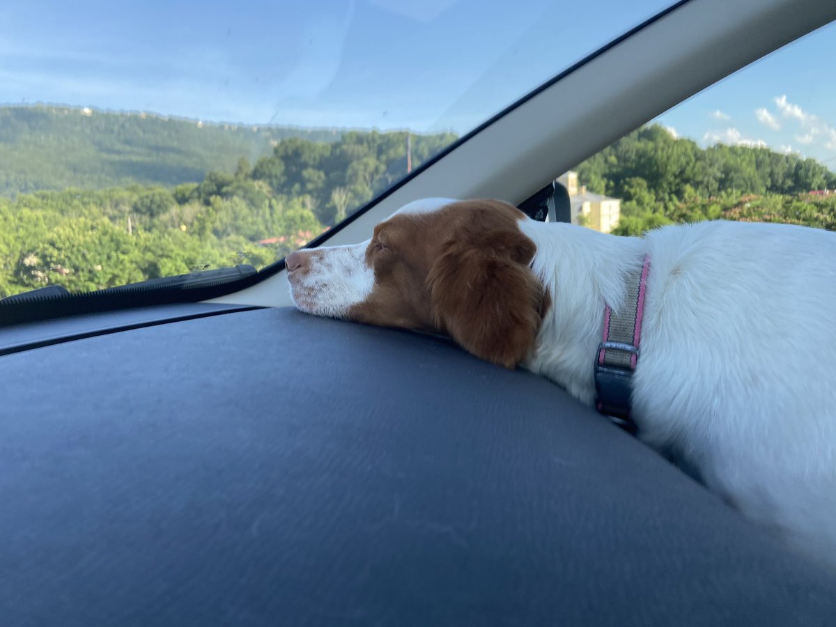 BrandyTiernan's tweet image. Gigi #roadtrippin #sciencedog