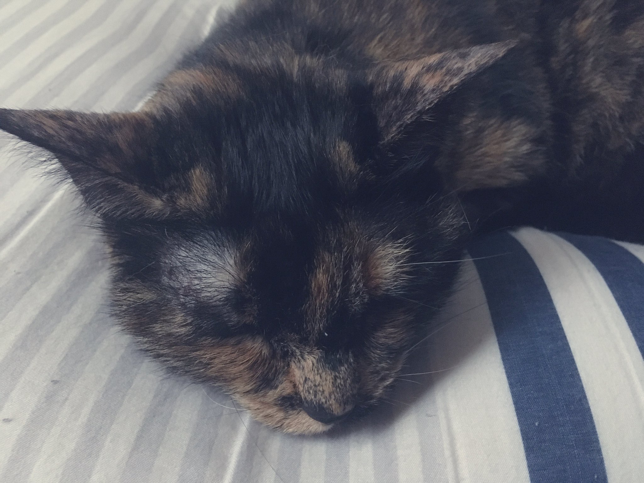 かっこいい猫 Twitter Search Twitter
