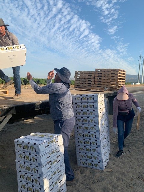 Way2Gro's tweet photo. CV Grape Week-Employees; Essential &amp; Appreciated
Packed grapes are loaded and sent to be inspected, cooled and then shipped to you!  Thank you for getting grapes to our table! #buylocal #grapesfromCA #buyCA https://t.co/0WTOeYqwsP
