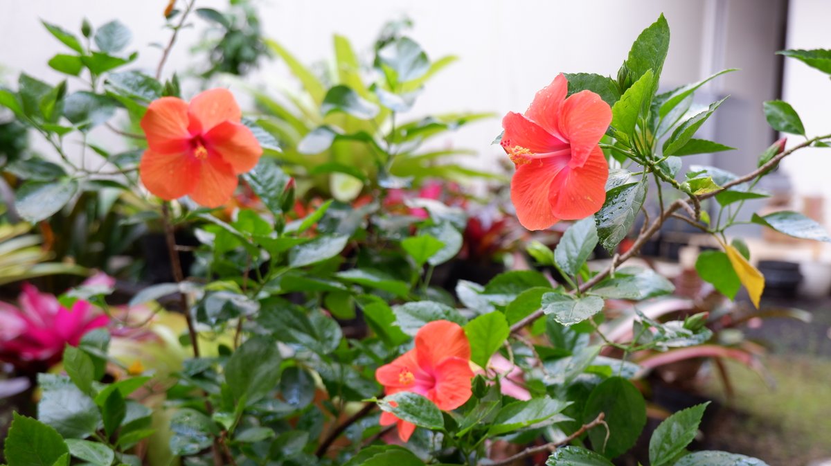 インドネシアで 靴の花 と呼ばれるハイビスカス 花言葉は 繊細な美 バテラハイシステム インドネシアで 靴の花 と呼ばれるハイビスカス 花言葉は 繊細な美 バテラハイシステム