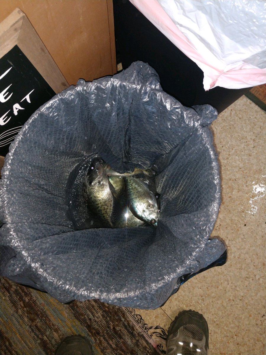 EdJackson8783's tweet image. Crappie crappie crappie. Oh how you turn golden crispy. 
#newfishingadventure