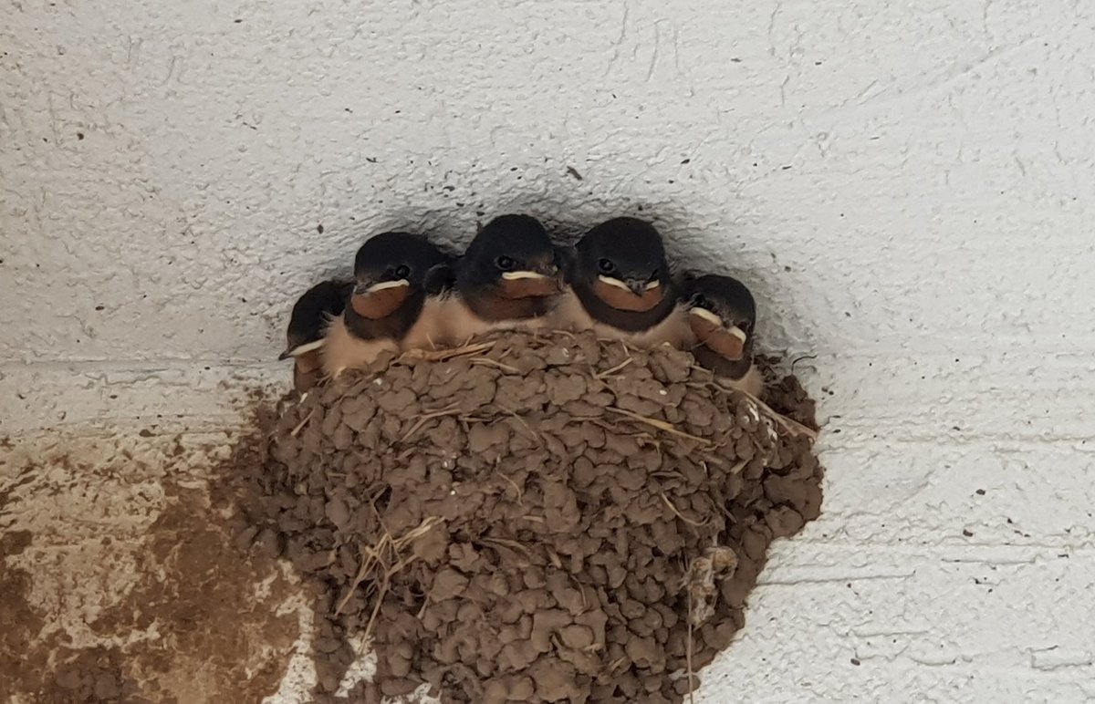 parrot_tobio's tweet photo. 빽빽하다 빽빽해 ㅋㅋㅋ 집 터지겠다 ㅋㅋㅋㅋㅋ 콧잔등의 솜털도 다 빠져서 노란 입가만 빼면 다 큰 제비같다.
걱정되던 녀석도 자리 잘 잡고 있는걸 보니 안심.
지켜본 기간이 얼마 되지도 않는데 날아갈 때가 다가오니 묘하구만. https://t.co/MXIrYCJ1se