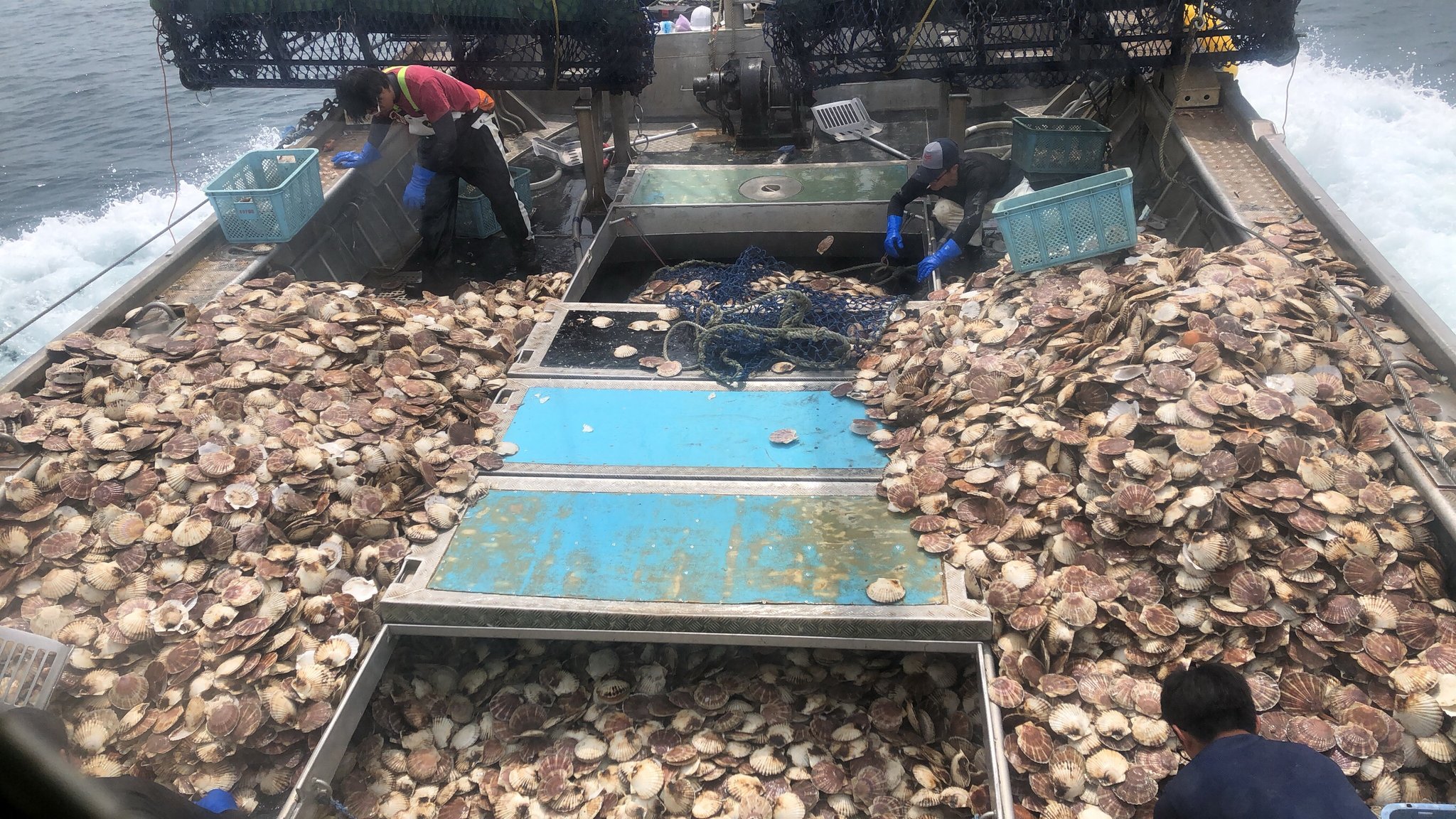 Welcome Oumu 雄武沖から現場リポート届きました ホタテ本操業真っ最中 １日170トンを水揚げします 近々 船に乗せてもらう予定でおります 雄武町 雄武町観光協会 オホーツク海 ホタテ本操業 ホタテ漁 おうむを食べよう T Co