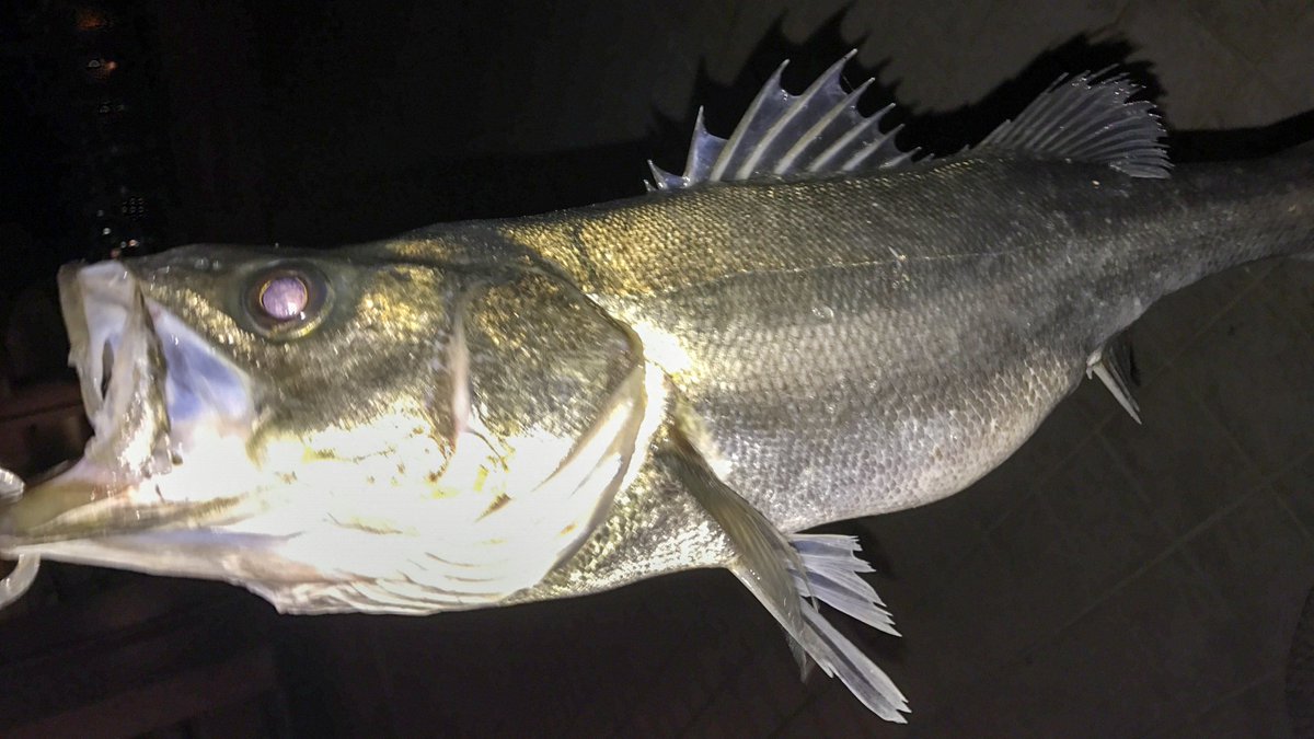 ツキとタイヨウと暦 スズキは全長1mほどになる海水魚 別名 シーバス で ルアー釣りの対象としても人気 刺身や洗い ムニエルやフライなどでも美味しく 旬は6月 8月頃 夏の代表的な白身魚です セイゴ フッコと名が変わる出世魚で 60cmを超える