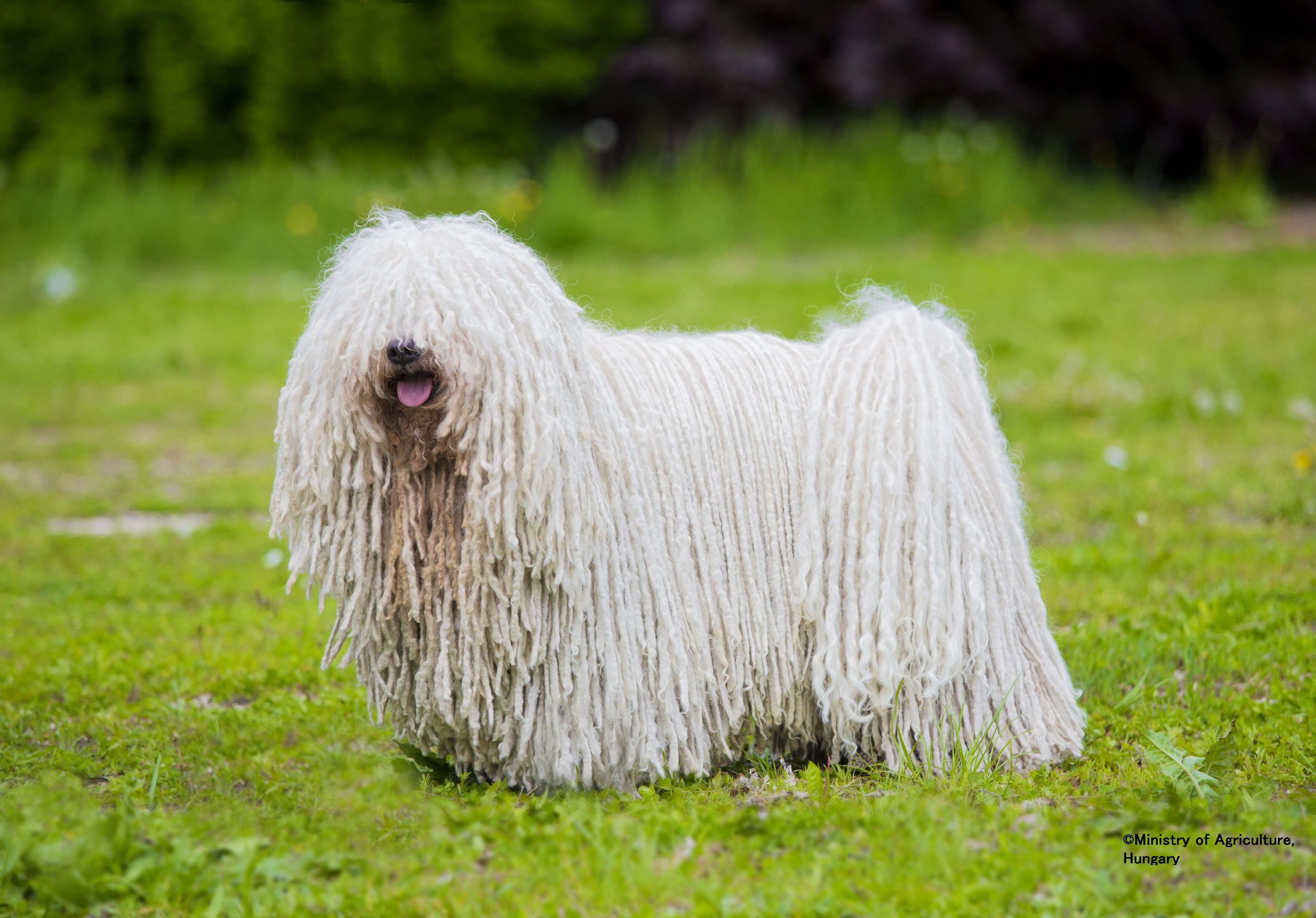 パラノビチ ノルバート 駐日ハンガリー大使 今日は フンガリクム に登録されている ハンガリー の牧羊犬 を2種類紹介します コモンドールは落ち着いていて 夜に羊を狼や泥棒から守り プーリーは親しみやすく昼間家畜を守る犬種です さて 以下の