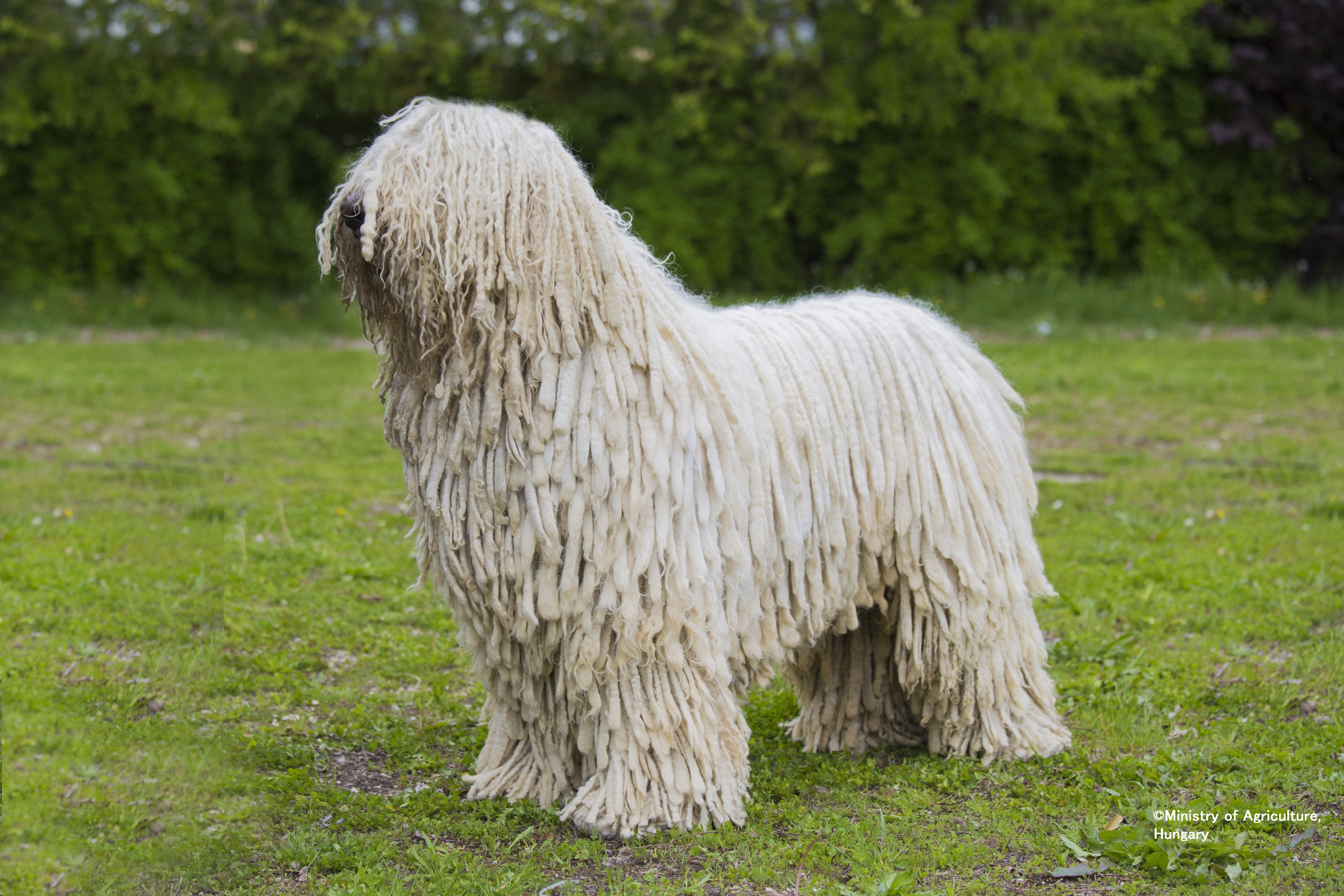 パラノビチ ノルバート 駐日ハンガリー大使 今日は フンガリクム に登録されている ハンガリー の牧羊犬 を2種類紹介します コモンドールは落ち着いていて 夜に羊を狼や泥棒から守り プーリーは親しみやすく昼間家畜を守る犬種です さて 以下の
