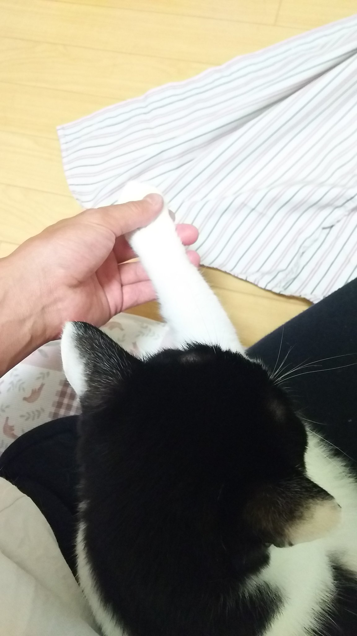 猫まっしぐら Unwkr 手を触ると嫌がる猫って多いですよね それでも手を触らせてくれる 手を握り返してくれる猫って本当にお互いに好きな証拠だと思います 更にペロしてくれるのは 我が家の５匹中この子だけです 笑 そんな存在 大切にしてあげて下さい