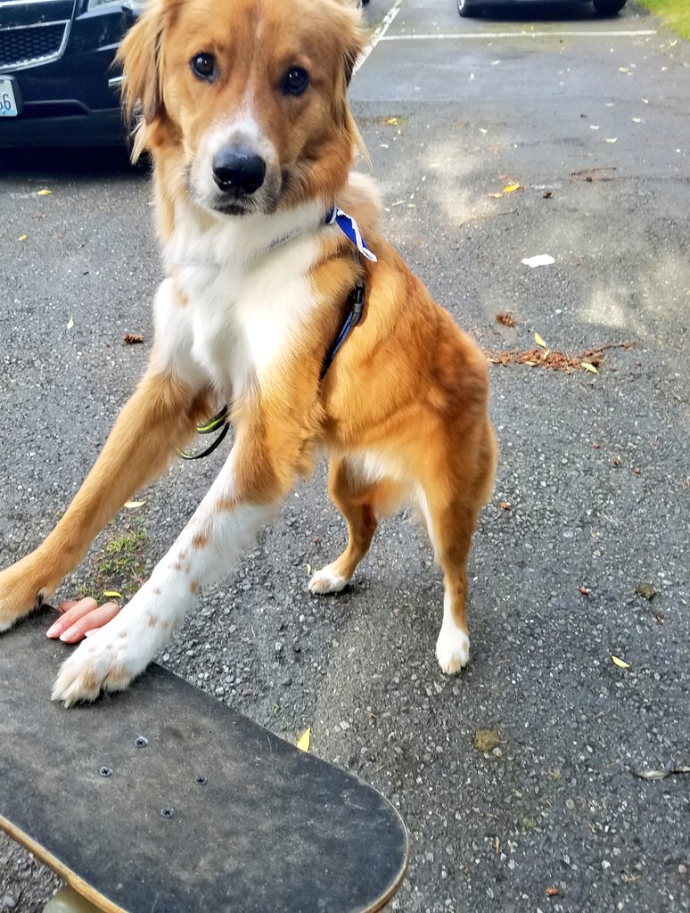 Darrelthedoge's tweet photo. Caption this!
😎
😎
😎
#CaptionThis #CaptionThePicture #dogsoftwitter #BestFriends #pictures @Berti_and_Ernie https://t.co/kTU9BjCanR