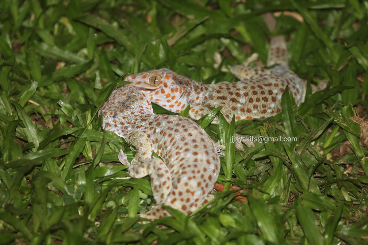 jjayak's tweet photo. Two Tokay gecko huge fight in hanging position ....locatio n Kumarghat near a staff quarter👇🏽 https://t.co/89d8RdNk4W