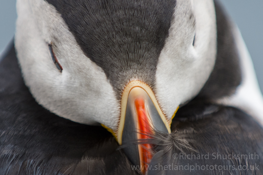 Sleeping puffin #Shetland