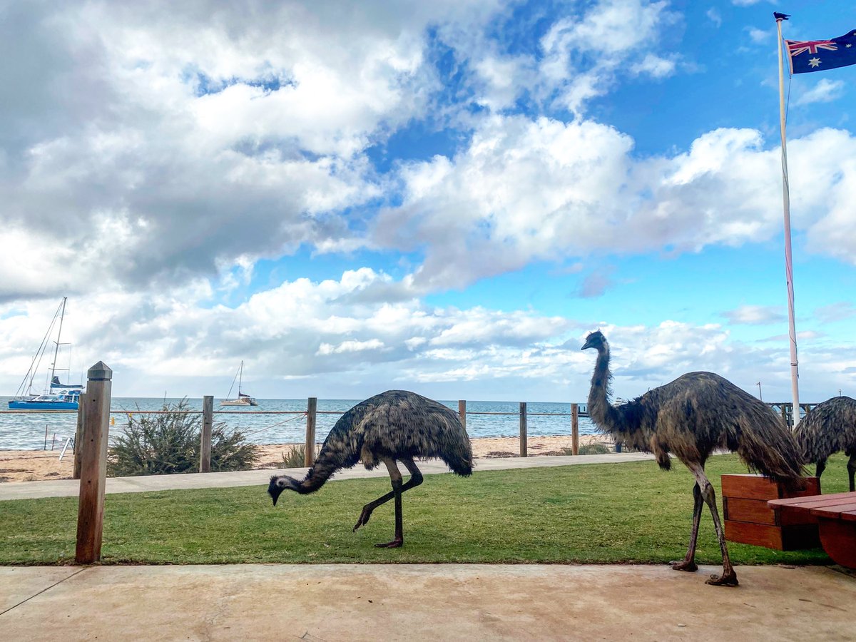 jess_ross_news's tweet photo. Currently sharing our accommodation with a family of emus. My little animal-lover is in absolute heaven #straya #australia #emus #driveWA #monkeymia @TourismAus https://t.co/uhV2jolZgT