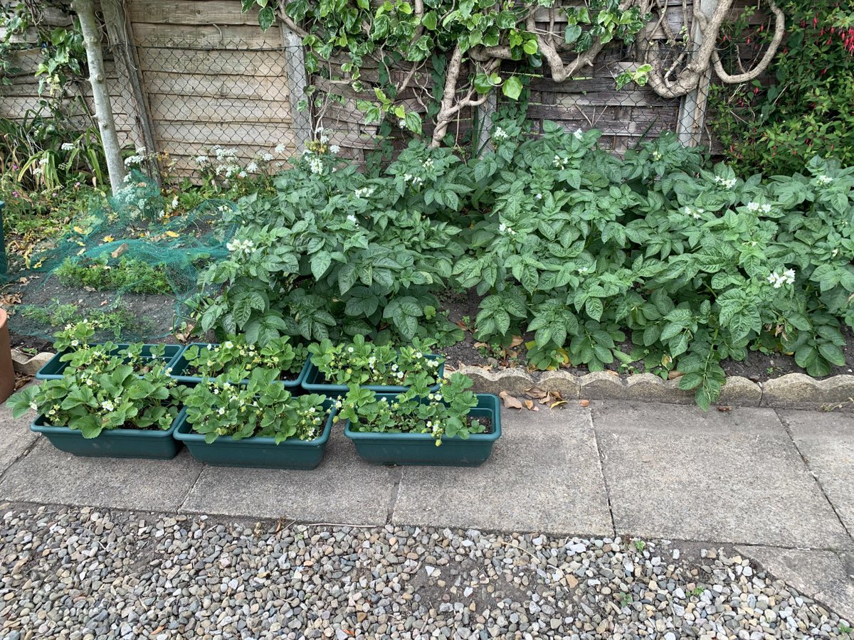 GarstangAcademy's tweet photo. #wellbeing Henry C & Daniel C #clappingfortheNHS #dailyexercise #gardening πππ²π± https://t.co/2HEpjKl3fx