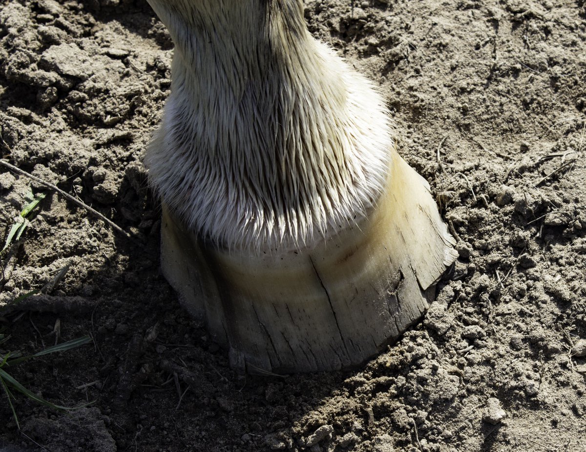 Have you seen the latest edition of Horse and Hound? 

Let's talk about hooves!

A horse's hoof is flexible enough to absorb 70-80% of the impact during weight-bearing work!

What is your hoof care regime to prevent dry and brittleness over the summer months?