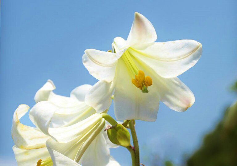 花 Pa Twitter 夏の野の 繁みに咲ける姫 百合 の 知らえぬ恋は苦しきものそ 万葉集 大伴坂上郎女 現代語訳 夏の野の茂みに咲いている 姫百合のように 誰にも知られていない 私の恋は苦しいものです 今日の花 百合 花言葉 威厳 4時 ﾅｴ
