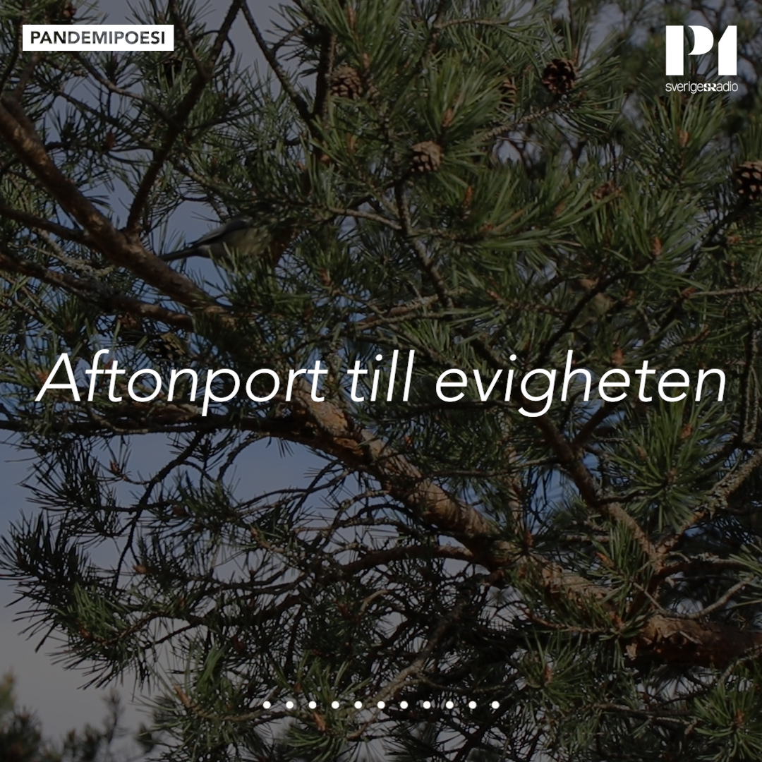 Aftonport till evigheten – Pär Lagerkvist #pandemipoesi
✍️
Önskedikter Dagens dikt. Önskade gjorde lyssnaren Marianne Westerlund som skriver: Dikten berättar om att vara liten, osäker människa i denna och egentligen alla tider.
✍️
(ur diktsamlingen "Genius". Uppläsare Nina Norén)