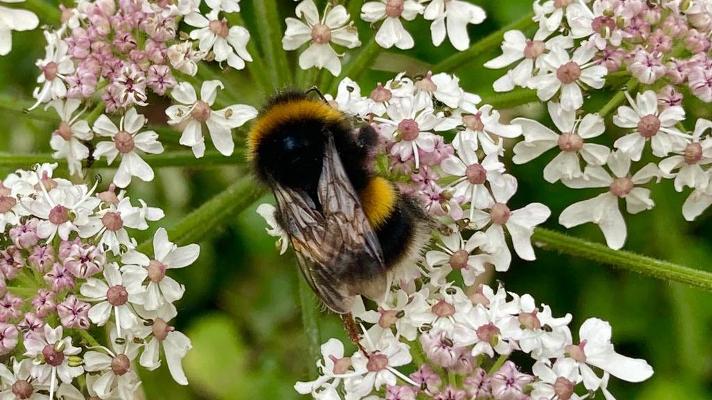 Lindengate's tweet photo. We are offering support to #NHSWorkers #KeyWorkers and #EssentialWorkers to Rest &amp; Reflect in a calm, safe and relaxing environment @Lindengate our therapeutic gardens will give them the opportunity to relax and find time for important moments of peace  https://t.co/myLgjCp1PA… https://t.co/gMDvLWszUn