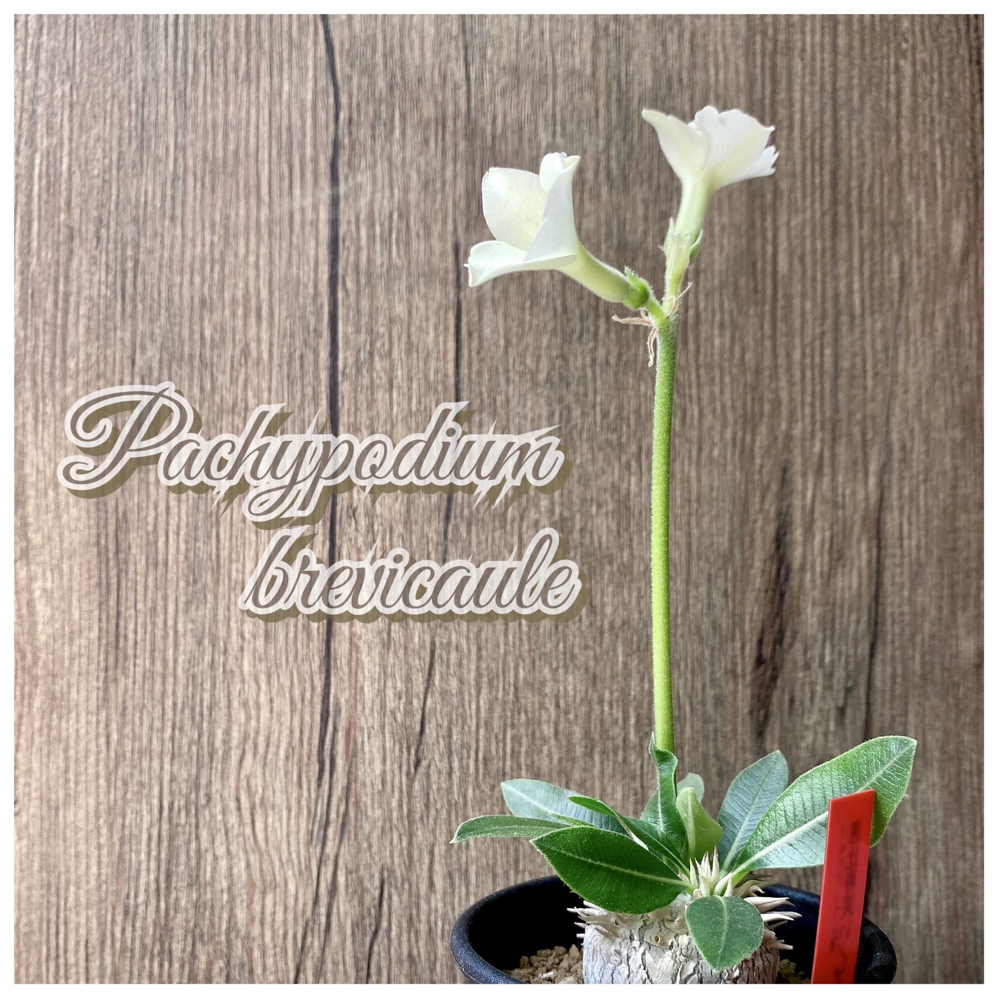 ハオルチア属 Twitter Search Twitter