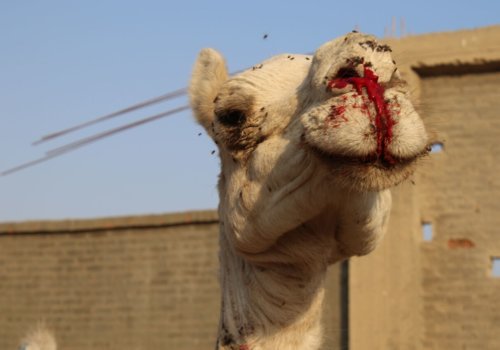 Can you spare 20 seconds to help them? petauk.org/egypt