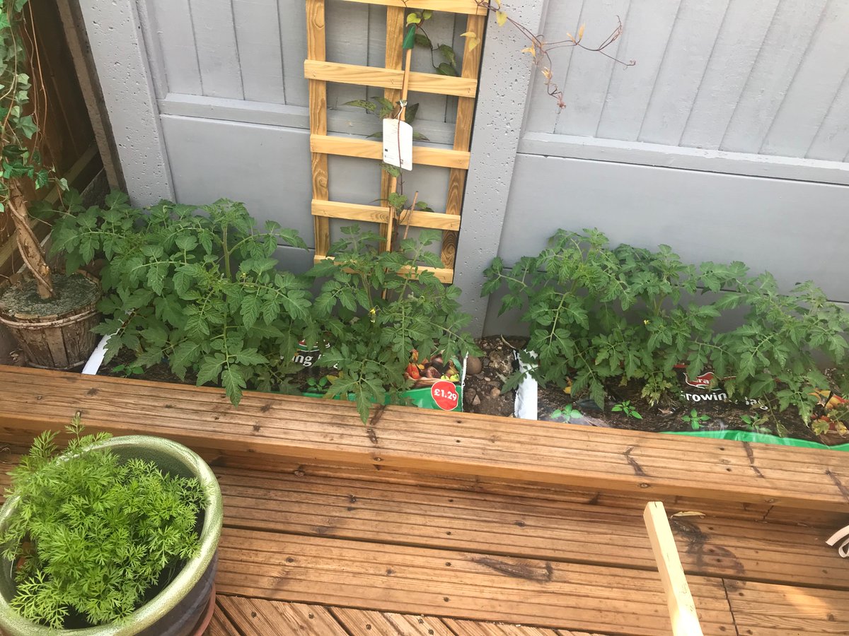ZoeMiddleton20's tweet photo. Growing my own .....stay at home &amp; stay safe 🥕🥬🌷🌹 https://t.co/Fa6K0HNcKN