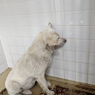 Japanesemichael Jackson 山口県周南センター 命の期限 6月12日 妊娠の可能性あり 若くて白い女の子 県外譲渡歓迎 性別 女 年齢推定 若齢 犬種 雑種犬 体格 中 性格 威嚇等ない様子 安心した環境なら 徐々に慣れてくれると思われる 里親急募