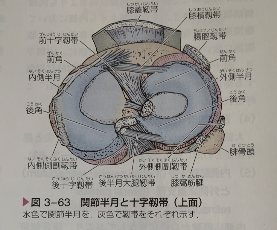 めう 外側半月板は内側半月板よりもやや小さくo字型で 側副靭帯と連続していない 半月板は大腿骨と頸骨の適合性を高める わにゼミ 膝関節 わにゼミ 52p72 めう 外側半月板は内側半月板よりもやや小さくo字型で 側副靭帯と連続していない 半月板は大腿骨と頸骨の適合性を高める わにゼミ 膝関節 わにゼミ 52p72