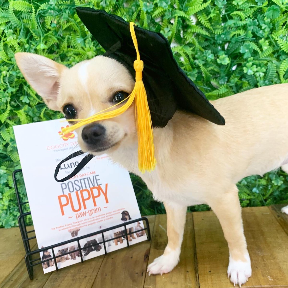 I did it! I’ve graduated the Positive Puppy Pawgram at <a href="/dogcitydaycare/">Dogcity Daycare</a> 🎓🧡🐾 

Not only have I enjoyed the positive enrichment activities, but I’ve also made lots of new friends!🐕🎉

Thank you to all of the wonderful staff at <a href="/dogcitydaycare/">Dogcity Daycare</a> for looking after me - I love you!🥰