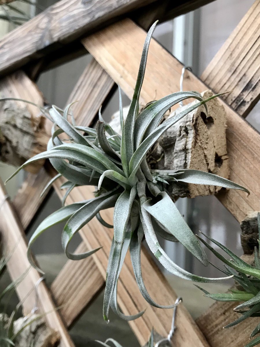 Field Tail カピタータ モーブ 発根しとるし調子良さそう エアープランツ Airplants ティランジア チランジア Tillandsia Field Tail カピタータ モーブ 発根しとるし調子良さそう エアープランツ Airplants ティランジア チランジア Tillandsia