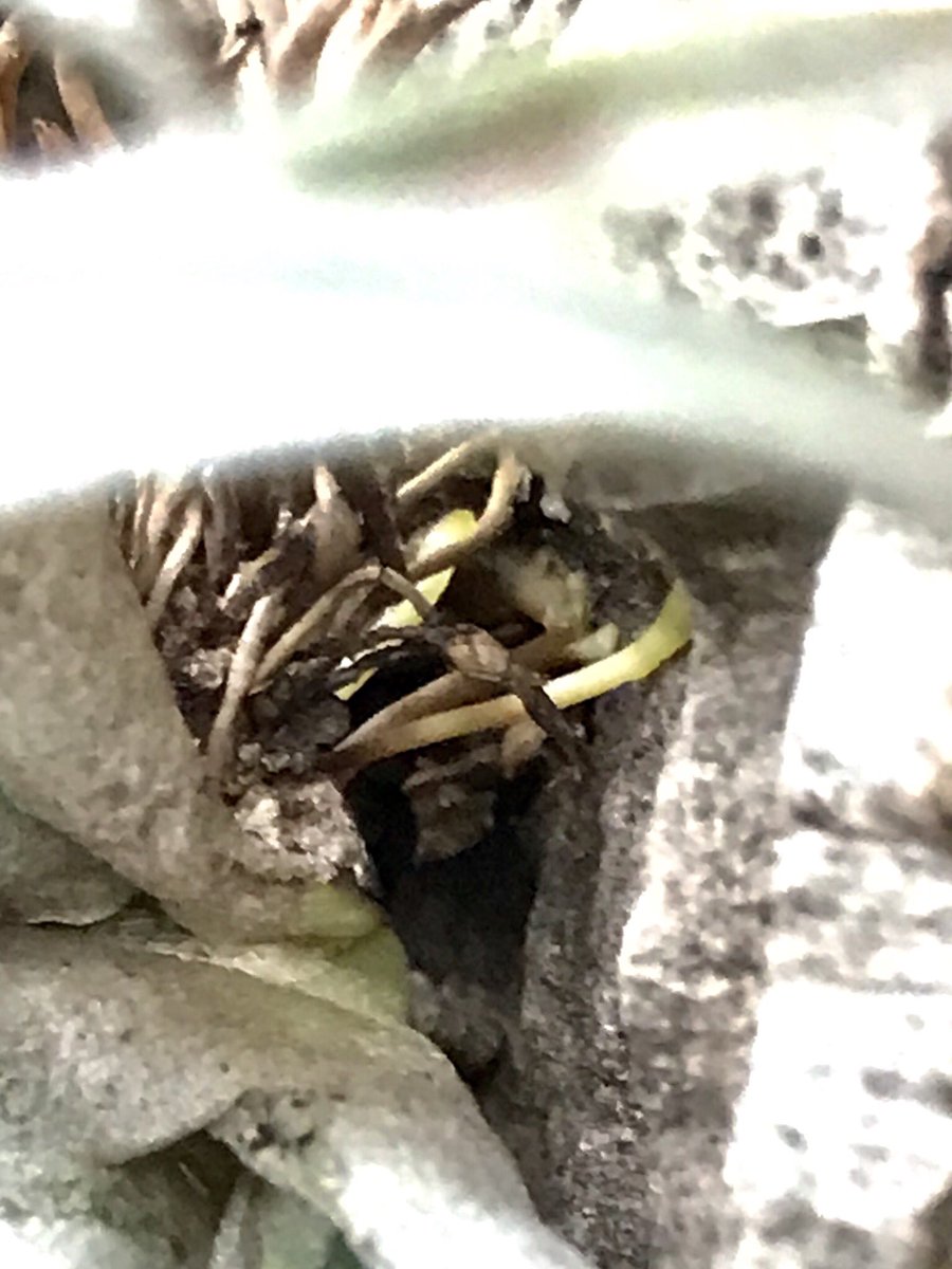 Field Tail カピタータ モーブ 発根しとるし調子良さそう エアープランツ Airplants ティランジア チランジア Tillandsia Field Tail カピタータ モーブ 発根しとるし調子良さそう エアープランツ Airplants ティランジア チランジア Tillandsia