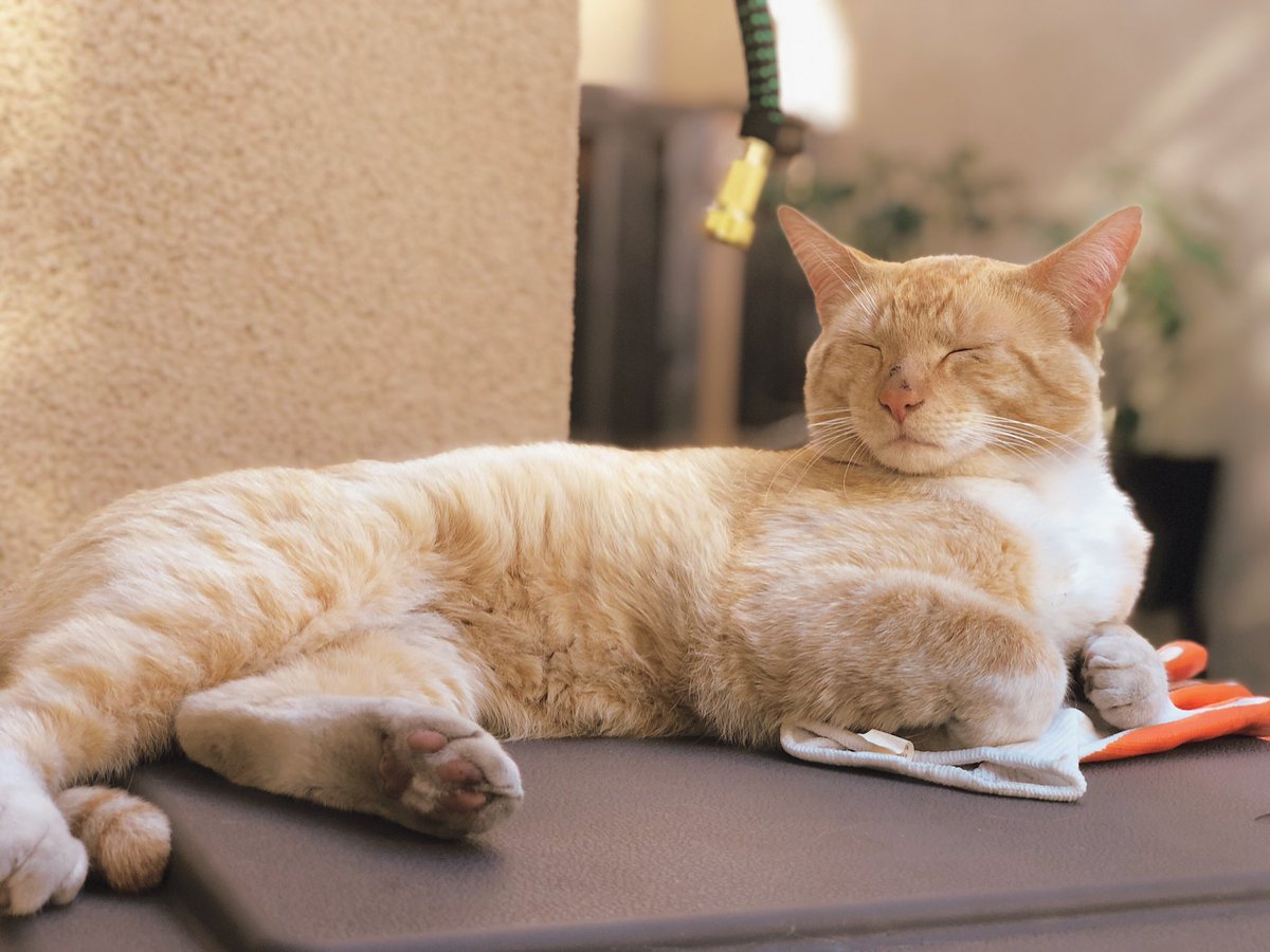 WillFeatherYao's tweet photo. We met him last Thursday while taking a after dinner walk. He’s the sweetest kitty we’ve ever seen. He becomes a super star in our neighborhood and all kids love him. Today we found a permanent home for Tigy and really made our day! Good luck and miss u! https://t.co/W9OuSnabuY