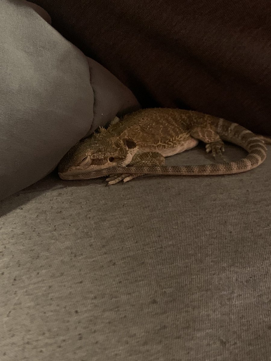 ashley_garver's tweet photo. You ever have a baby lizard fall asleep cuddling with you? Toast is the cutest thing I’ve ever fucking seen in my life. I would die for this man. (Or woman. He’s not old enough to tell 🤷🏼‍♀️) https://t.co/Y1SukQxeme