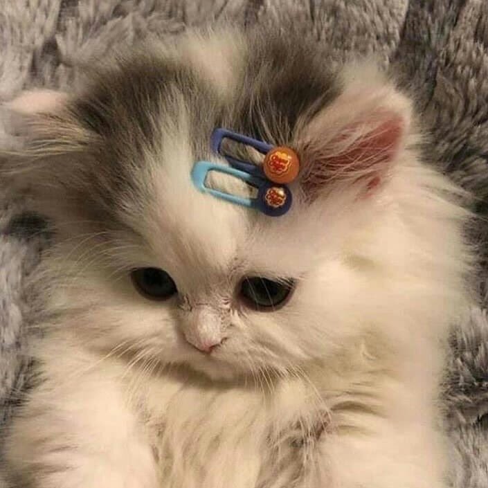 all_wooseok's tweet image. ยูกสาวเหมียวๆของหม่ามี้