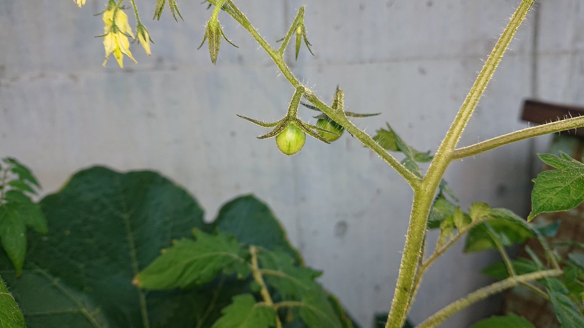 masasino's tweet photo. 梅雨入りしましたね。
素麺南瓜がどんどん大きく育って来ました。
プチトマトも実が膨らんで来ています。
収穫が待ち遠しいです。
#map802 #飯室園芸部
#野菜を植えてます #ステンレス製プランター #ステンレス製大型プランター #軽石以外土は150Kg以上入っています #ハンドメイド #welder #welde https://t.co/86bmivIKTn