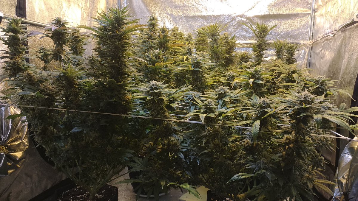 Amber trichomes have been spotted! 🤓
🔥
🔥
🔥
#420photography #420society #420friendly #420community #4x4growtent #cannabiscommunity #cannabissociety #greencrack #growyourown #harvest #microscope #marshydro #marshydrots1000
#secretjardin #soilgrown #trichomes #weedgrownindoors