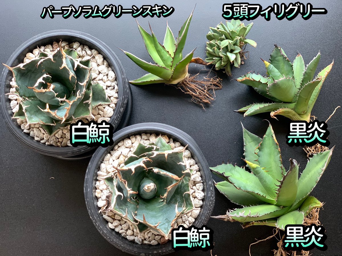 アシザワ眼鏡店 台湾産アガベと白鯨入荷 お気軽にお問い合わせ下さい アガベ アガベチタノタ フィリグリー アガベ白鯨 アガベ黒炎 アガベ黒火焔 アガベブラックフレイム Agaveblackflame アガベブラックファイヤー Agaveblackfire T アシザワ眼鏡店 台湾産アガベと白鯨入荷 お気軽にお問い合わせ下さい アガベ アガベチタノタ フィリグリー アガベ白鯨 アガベ黒炎 アガベ黒火焔 アガベブラックフレイム Agaveblackflame アガベブラックファイヤー Agaveblackfire T