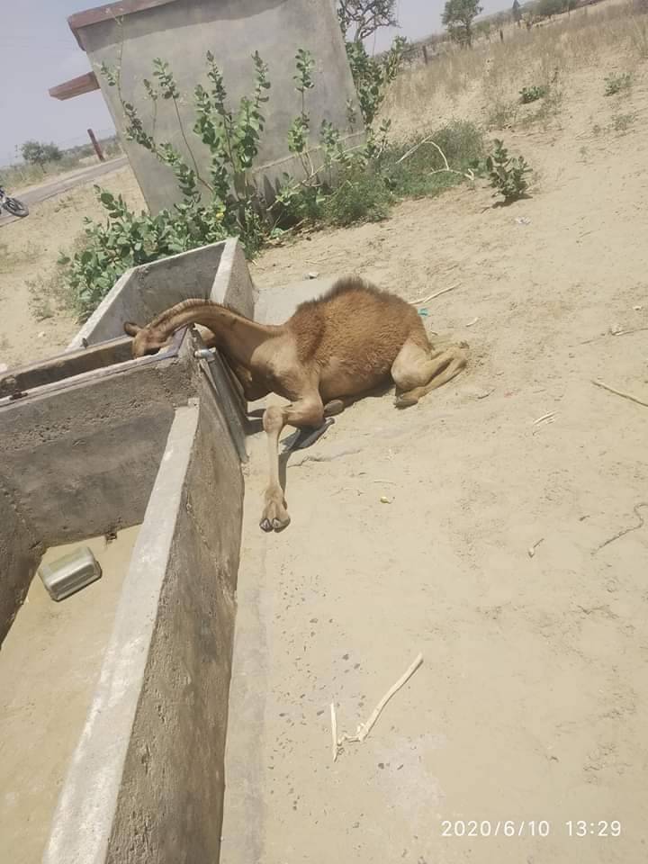 animalsave_Team's tweet photo. विचलित करने वाला दृश्य ..क्या मूक प्राणी कोई हक नही मांगते या उनके वोट नही लगते है ऐसे कैसे तड़प कर जीवन त्याग दिया इस मूक प्राणी ने....
सरकारों के जल सम्बन्धी बड़े बड़े प्रोजेक्ट चलते है? 
@gssjodhpur @Barmer_Harish @KailashBaytu @ashokgehlot51 @RLPINDIAorg @BJP4Rajasthan https://t.co/L4DGJ0A6P3