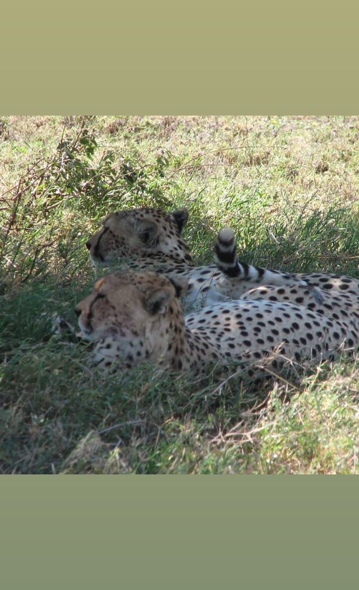 SafariEyes's tweet photo. Cheetahs in seronera Valley central Serengeti national park #serengeti #gamedrive #tanzania #wildlife #triptanzania #visittanzania#wildside https://t.co/LCFCEzRTSV