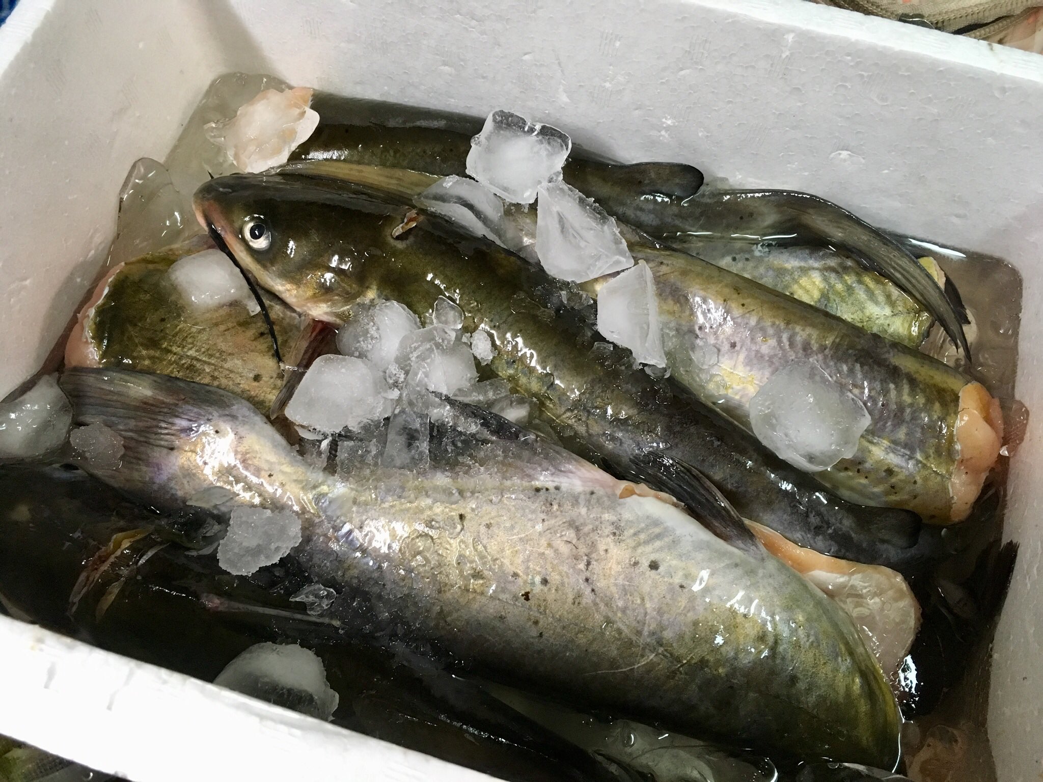 もらしむ Warekara 釣ったアメリカナマズを料理酒 氷で冷やして2日間寝かせた結果 なんと霞ヶ浦の香りが完全に消滅しました これは正解を見つけたかもしれない T Co ikvyobz5 Twitter