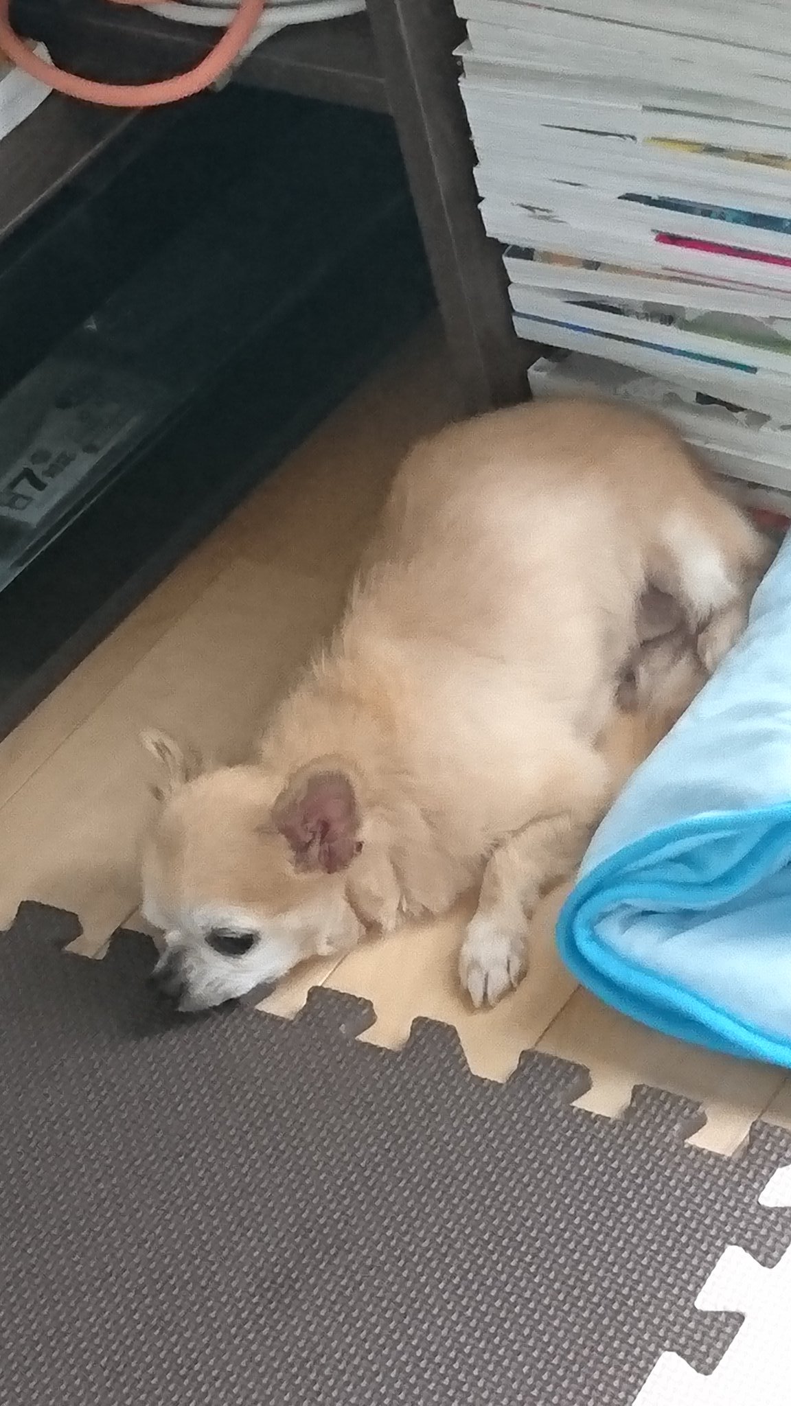 ট ইট র 飛壱3 Hss型hspな犬様猫様の下僕 上手に アゴ 載せられました 犬 老犬 チワワ お昼寝 パズルマット 絶妙 ট ইট র 飛壱3 Hss型hspな犬様猫様の下僕 上手に アゴ 載せられました 犬 老犬 チワワ お昼寝 パズルマット 絶妙