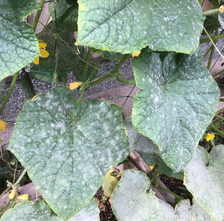 Hyo Tan夏レプjrs 8 7 8日静岡 Twitterissa 梅雨入りして野菜に うどん粉病出てないですか 名前忘れたんですが有機やってる人にうどん粉対策オススメです 水4ℓ 重曹48g 油60cc 洗剤 少々 をスプレーで吹きかけるだけです とりあえず少しの間はおさまりますよ