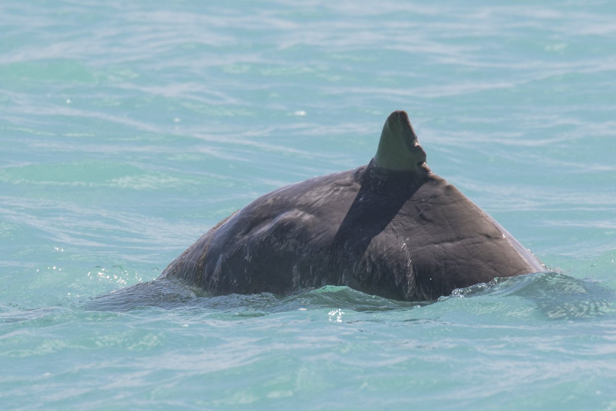 Centre For Marine Ecosystems Research (@cmer_ecu) on Twitter photo CMER student <a href="/AlexDCruz__/">Alex D'Cruz</a> is about to begin an exciting Honours project investigating home range, site fidelity and social structure of Australian snubfin dolphins in the Yawuru Nagulagan Roebuck Bay Marine Park with <a href="/Science_DBCA/">Biodiversity and Conservation Science</a>, <a href="/YawuruAU/">Yawuru</a>,<a href="/HRaudino/">Holly Raudino</a>,<a href="/SalgadoKent/">Chandra Salgado Kent</a> & Kelly Waples CMER student <a href="/AlexDCruz__/">Alex D'Cruz</a> is about to begin an exciting Honours project investigating home range, site fidelity and social structure of Australian snubfin dolphins in the Yawuru Nagulagan Roebuck Bay Marine Park with <a href="/Science_DBCA/">Biodiversity and Conservation Science</a>, <a href="/YawuruAU/">Yawuru</a>,<a href="/HRaudino/">Holly Raudino</a>,<a href="/SalgadoKent/">Chandra Salgado Kent</a> & Kelly Waples