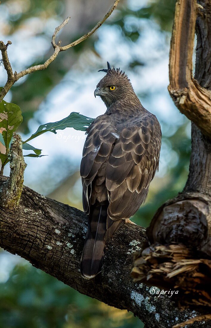 Crested Hawk Eagle, Nagarhole National Park, India. 

@Avibase 

#birds #birdsofprey #eagle #crestedhawkeagle #WildKarnataka #wildlife #wildlifephotography #raptors #birdphotography #nature #NaturePhotography #TwitterNatureCommunity #BBCWildlifePOTD #natgeoyourshot