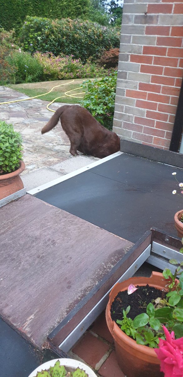 Rachel44Morris's tweet photo. I caught my furry Friend fishing in the drain yesterday evening...! Her face when she realised I was there was just as good as this!
#Wispa https://t.co/0GzP94ZzJT