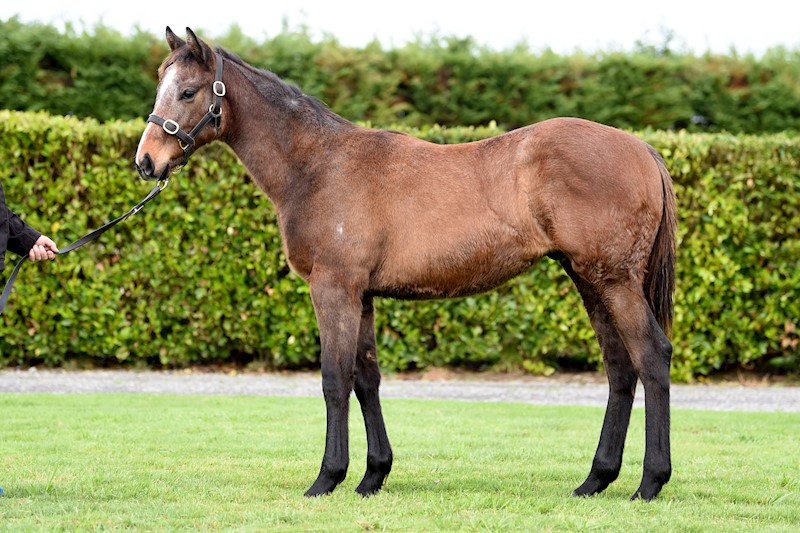 KarakaChat's tweet photo. The 82-lot catalogue in the NZB National Weanling Sale stands out for more reasons than one, featuring champion sires and siblings to blacktype winners.

👉 Register to bid &amp; view the catalogue on Gavelhouse Plus: https://t.co/JtPoNXPvq2

First lot closes 3PM (NZT) Sunday 21 June https://t.co/YSXfynPF67