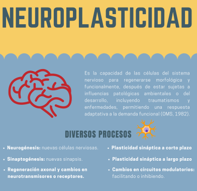sirneurologic's tweet photo. Infografía sobre #neuroplasticidad gracias a #MiriamBoyano #terapeutaOcupacional de #SIRN.  
@BofillNeus @interfases @MonicaN92812301  @mariofisio2 @dpadro75 @isamu_68 @rubenfisio1 
 #SirnTips #neurorrehabilitacion #terapiaocupacional -->
https://t.co/qPLzh4eKo2 https://t.co/3EmiIe3A0A