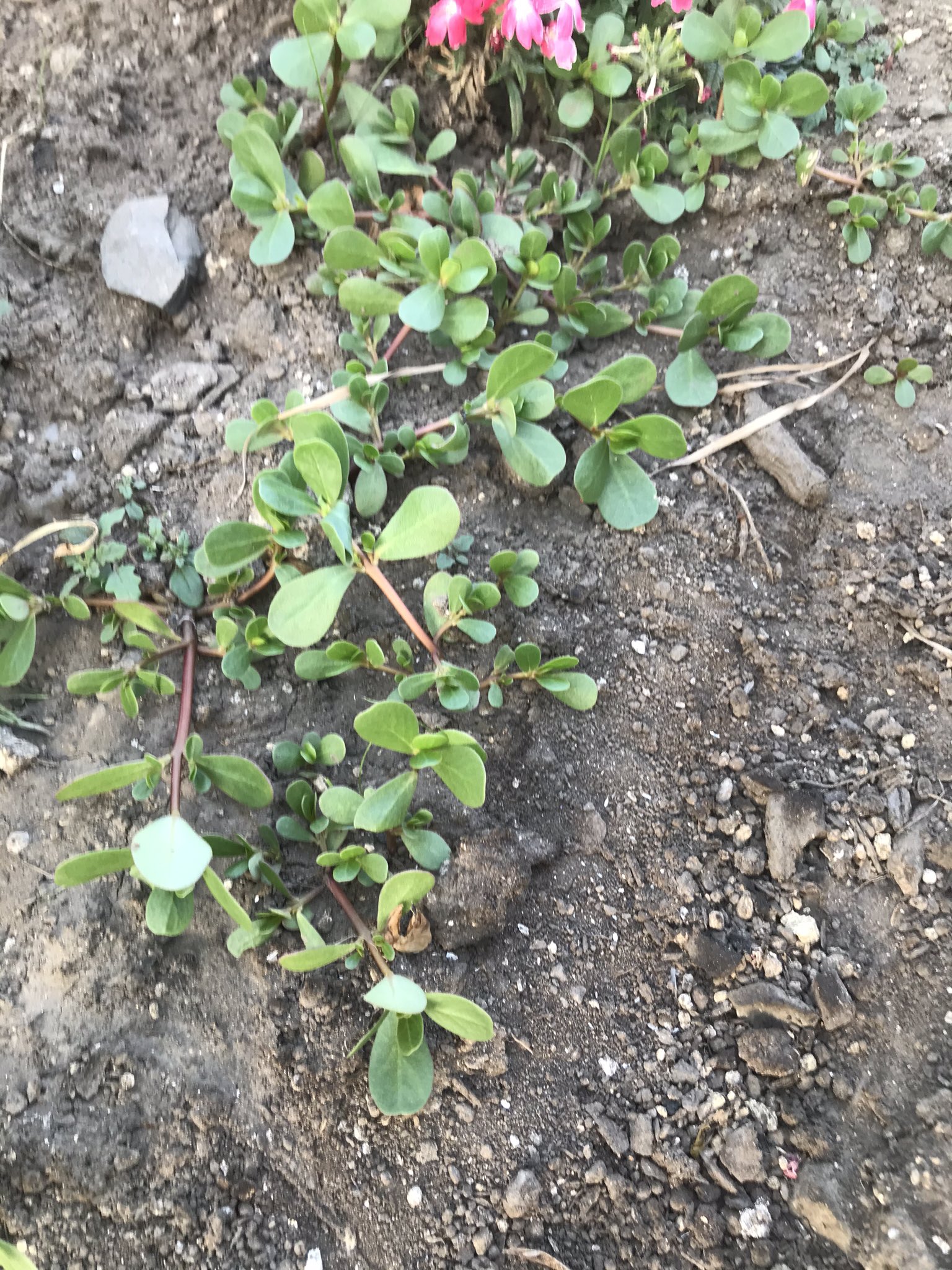 上杉鷹山公 Twitter Search Twitter