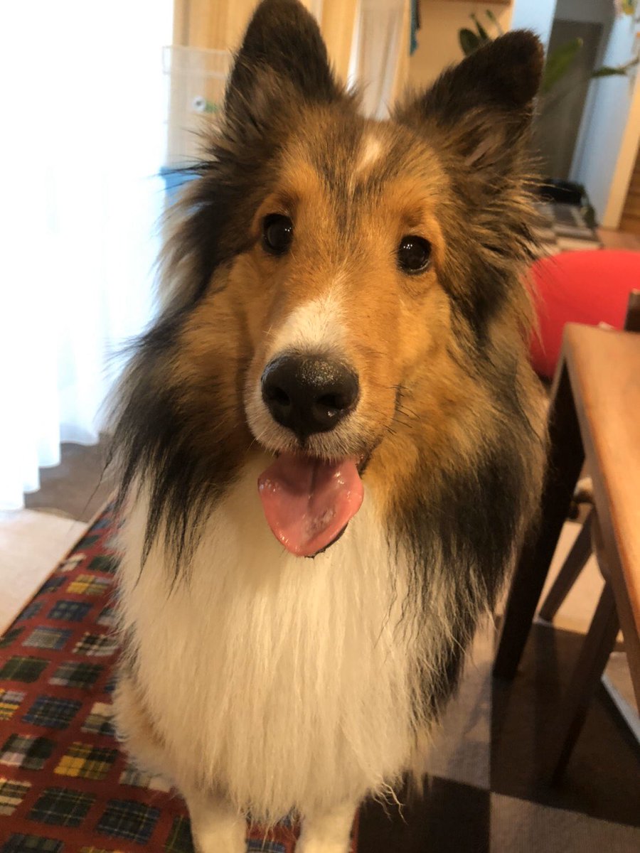 ふくちゃん、シェルティっぽくなってきた！👍
左: 去年の8月 (5ヶ月)
右: 最近 (1歳と3ヶ月)
#シェルティ