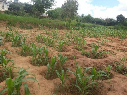 ProtechEcoGreen's tweet photo. Adopting of different innovations such as #zaipits farming in the #ASALs help to maximize the amount of #water utilized by crops thus enhancing a good crop yields.
#ASALfarmers #smartfarming
@ACRECKenya @ClimateAdapt https://t.co/SvcHWEutwY