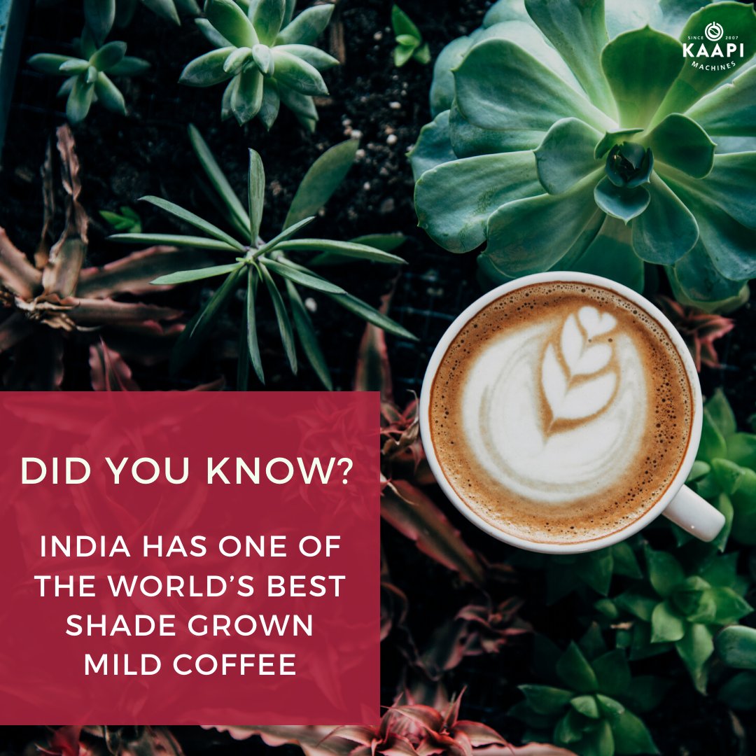 kaapimachine's tweet photo. Did you know?
Indian Coffee stands right on top in rankings when it comes to shade-grown coffee, worldwide.

#ThinkCoffeeThinkKaapi #Quarantine #lockdown #corona #sanitization #Cuppucino #KaapiMachines #SpecialityCoffee #Barista #CoffeeMachines #C #CoffeeLove #CoffeeDaily https://t.co/aIaGqgd9mr