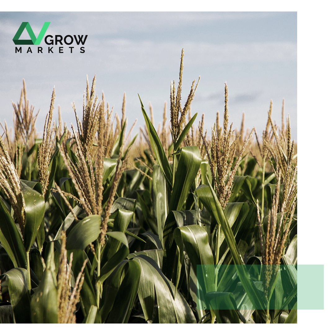 LVGrow_Markets's tweet photo. #CornOnTheCobDay – Did you know that corn has a great volume in the grain market? Log in to your LV Grow account to learn more and let your finances grow with us!
.
.
.
.
.
.
#LVGrowMarkets #Forex #ForexTrading #OnlineTrading #Financial #Broker #ForexBroker #Profit #MakingProfit https://t.co/0Y8e4CSnu0