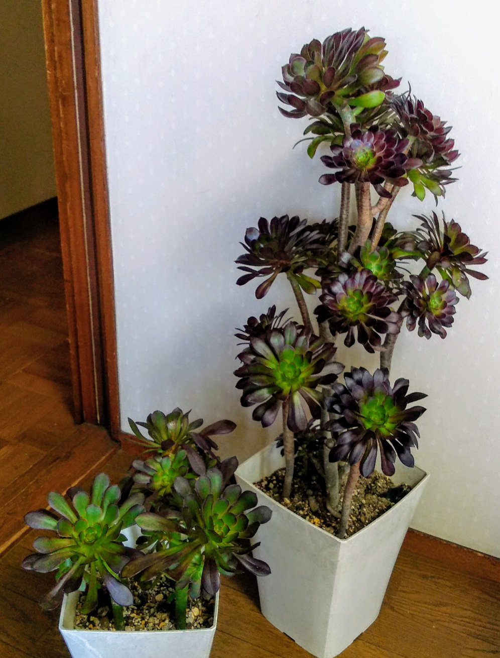 D H Auf Twitter 多肉植物 黒法師 花言葉 良い予感 縁起の良い花言葉ですね 立派に育ってくれました 植物 自然 黒法師 花 多肉植物 写真 D H Auf Twitter 多肉植物 黒法師 花言葉 良い予感 縁起の良い花言葉ですね 立派に育ってくれました 植物 自然 黒法師 花 多肉植物 写真